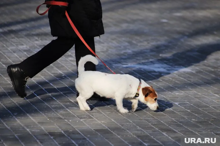 Екатеринбуржцы считают, что питомцы должны быть защищены законодательно