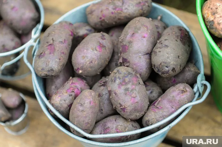 Цена на картофель в Челябинской области у оптовых поставщиков ниже, чем у дачников