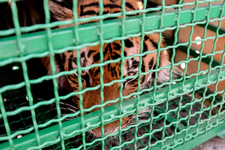 Тигр Гектор. Челябинск