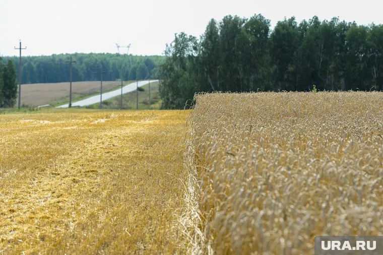 Климат южных районов региона способствует выращиванию твердых сортов пшеницы