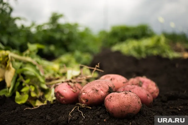 Время посадки картофеля может зависеть от особенностей региона