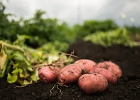 Когда сажать картофель по лунному календарю в 2025 году