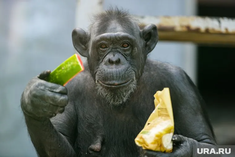 Пациент, заболевший оспой обезьян, не имел контактов с больными и не выезжал за границу