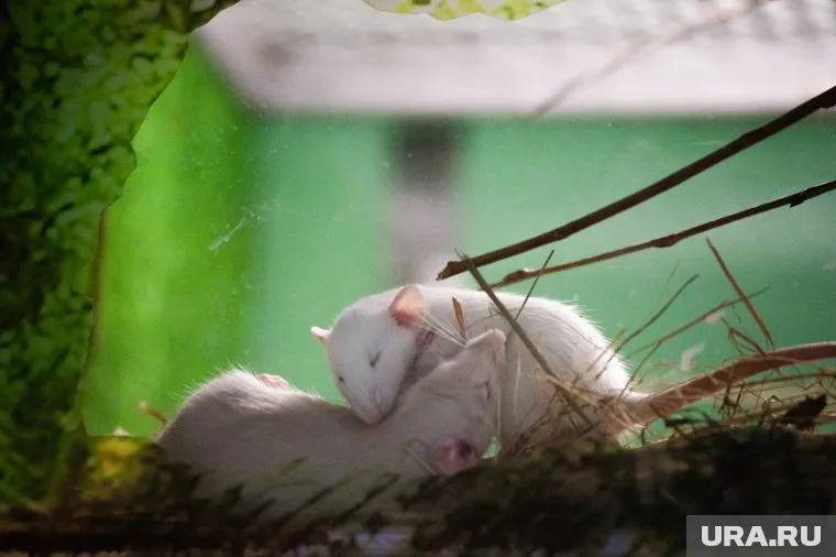 Ученые собираются тестировать на «новых» мышах вакцину против COVID-19