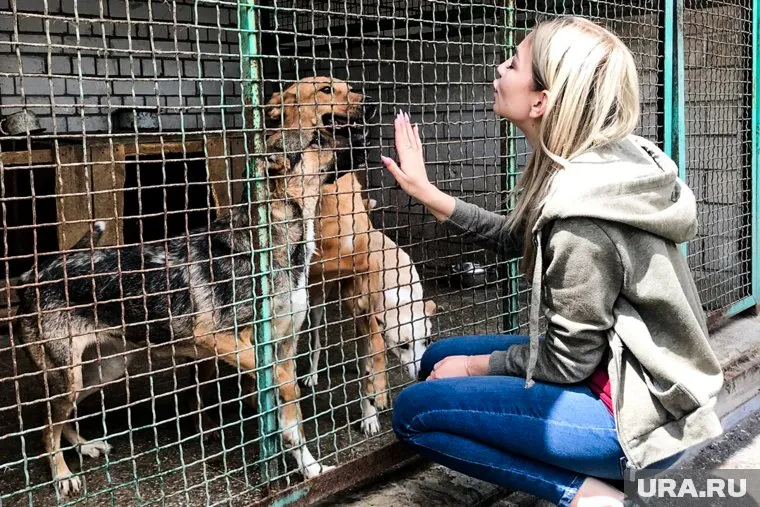 В донецком приюте живут 800 собак