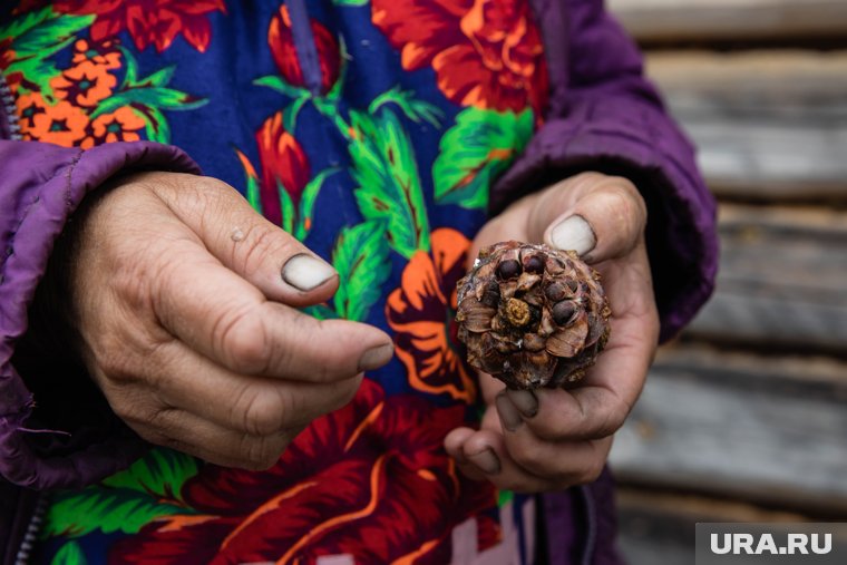 Жителей ХМАО зовут заработать почти полмиллиона на кедровых шишках