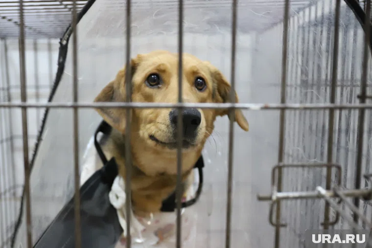 Акция «Мой пес» стартует в ЯНАО с 5 декабря 