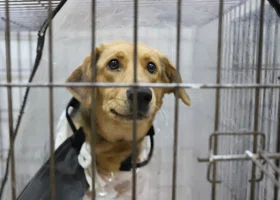 Ямальцам предлагают брать под опеку собак из приютов