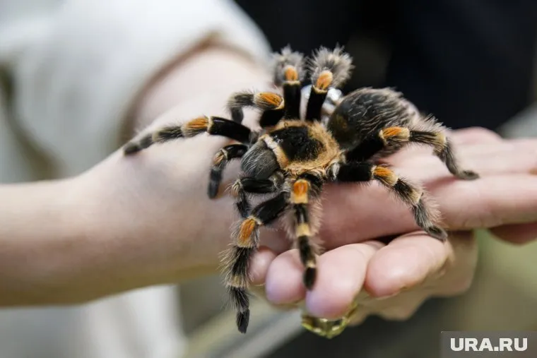 Домашний тарантул перепугал соседей в ЖК «Видный»