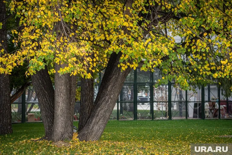 Погода в начале недели будет умеренно-теплой