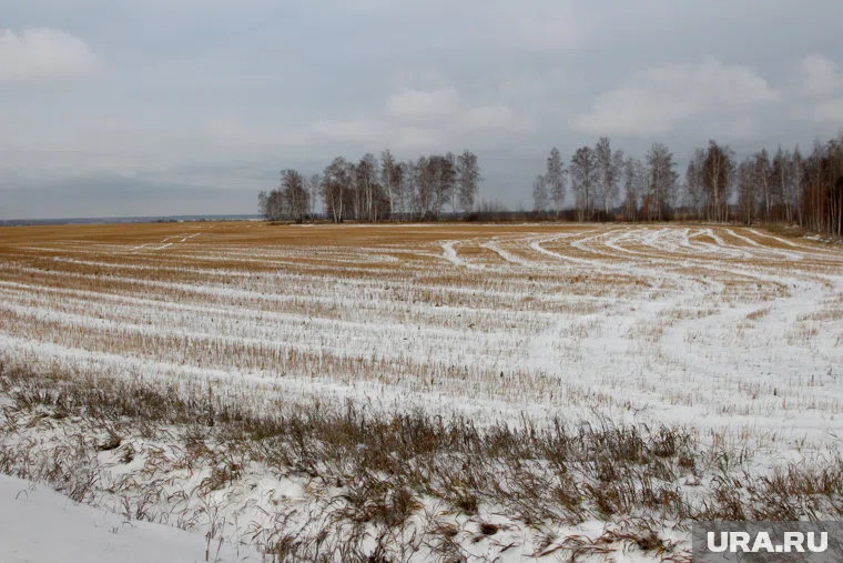 Для озимых погода оказалась удовлетворительной (архивное фото) 
