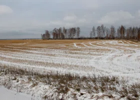 Аномальный ноябрь не нанес вреда озимым в Челябинской области 