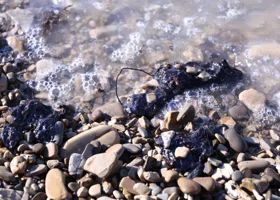 Фотография из галереи