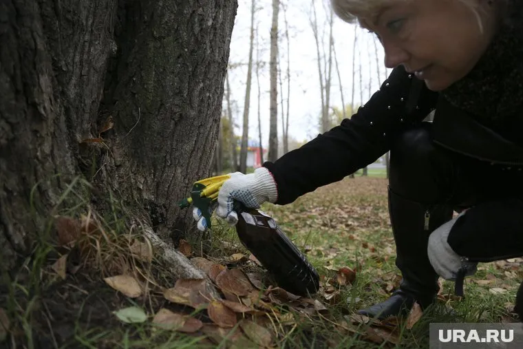 Лесничества Абатского района обработают пестицидами от непарного шелкопряда