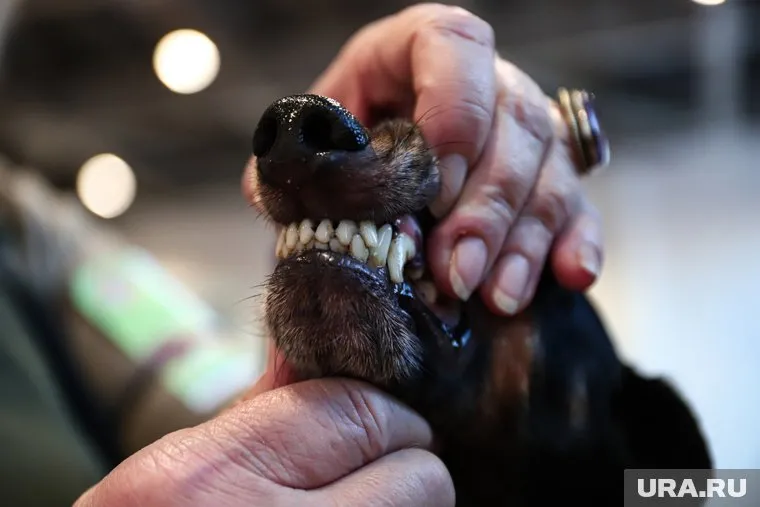 Прокуратура наказала хозяйку собаки, животное напало на ребенка