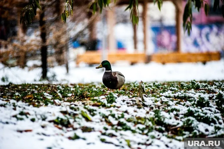 О том, что возможны снежные осадки, синоптики предупреждали
