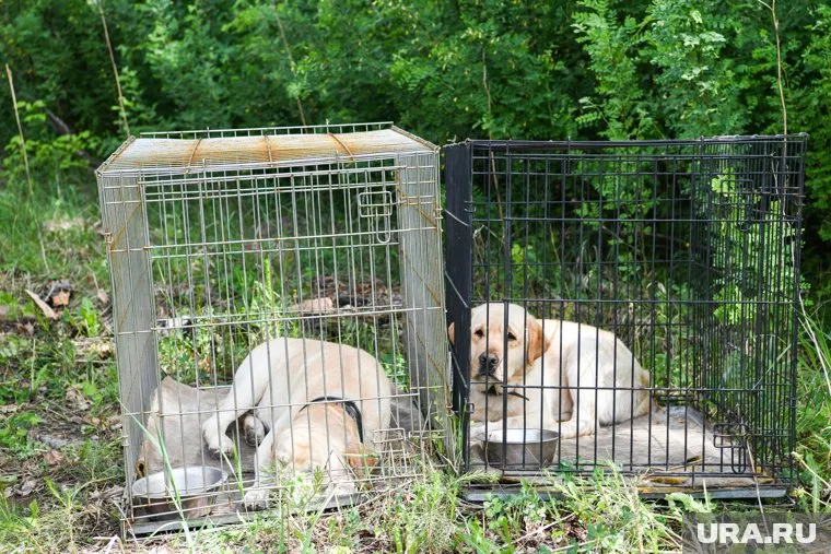 Обилие бродячих собак можно решить усилением ответственности людей