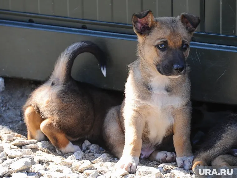 Зоозащитники намерены пикетировать мэрию в защиту собак