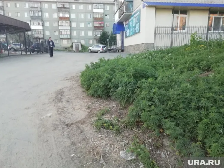 В 2016 году конопля выросла прямо на клумбе у правительства области