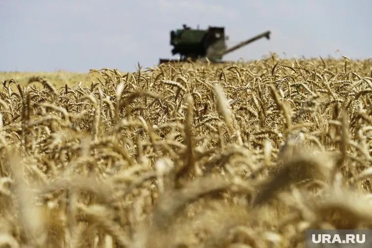 Зерновые в Челябинской области проросли и забродили на полях