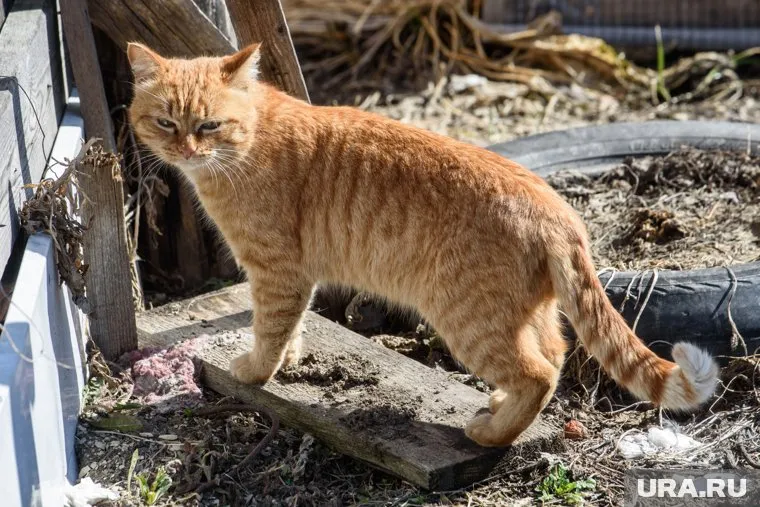 Расследование по делу о смерти Твикса прекратили (архивное фото)