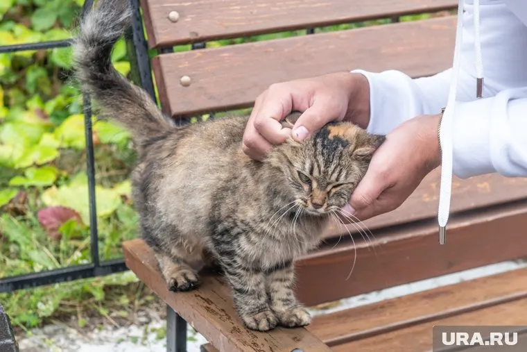 В Перми состоится выставка кошек и собак из приютов