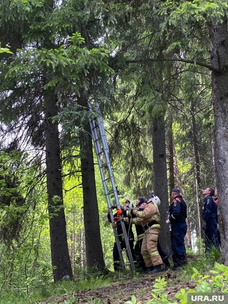 Из-за ветра подъем на дерево был опасен для жизни спасателей