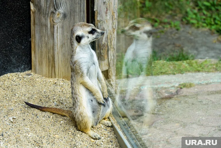 Челябинских сурикатов познакомили со снегом 
