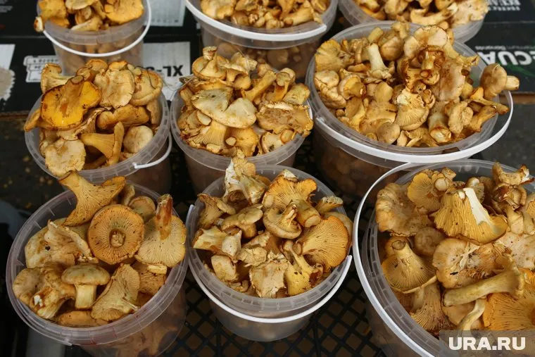 Лисички собирают грибники