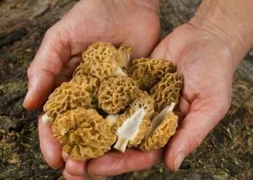 Где и когда собирать первые весенние грибы сморчки и строчки, как их правильно готовить