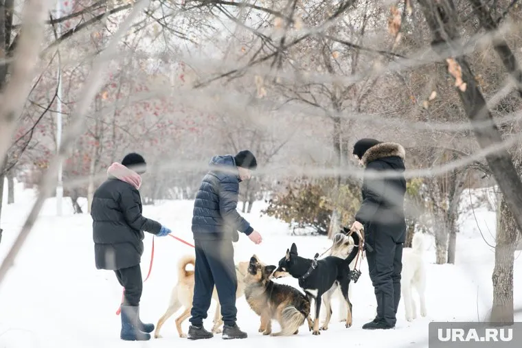 Владельцев собак призывают к бдительности