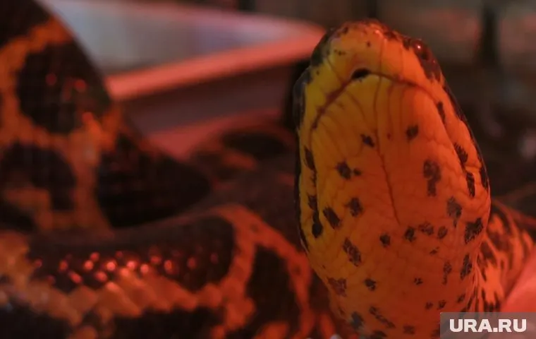 Пассажира с удавом заметили в 71 автобусе