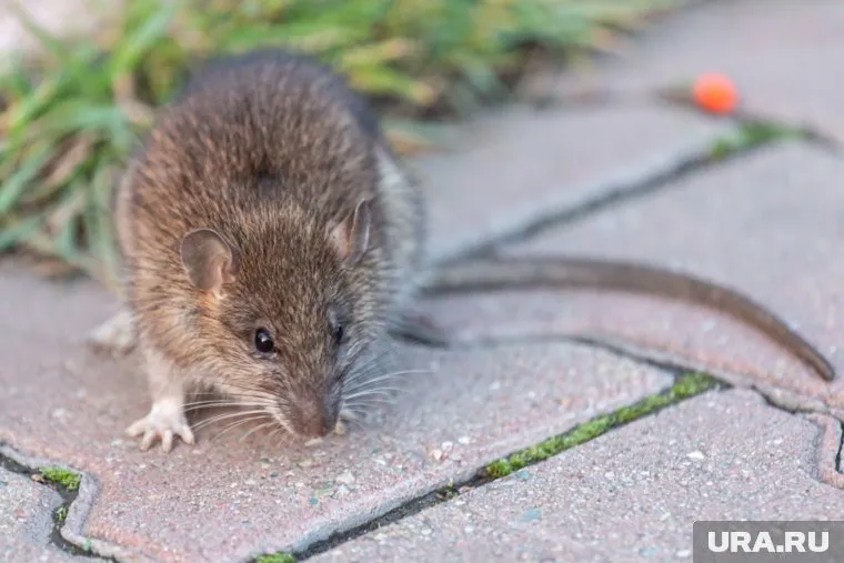 Крыса попала в ячейку секционного выключателя электроустановки