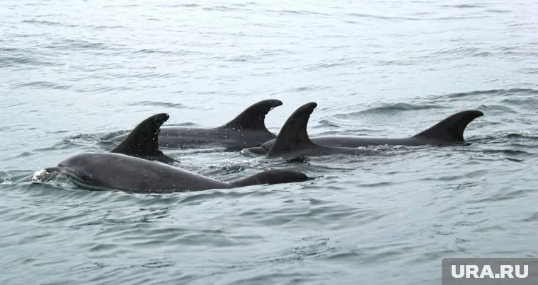 Косаткам в «китовой тюрьме» требуется реабилитация