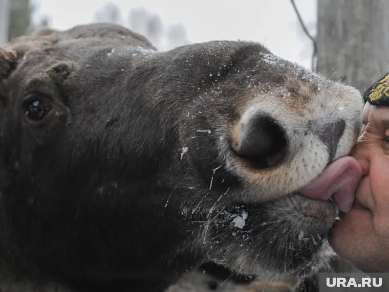 Брачный период у лосей выпадет на сезон сбора кедровых шишек в ХМАО