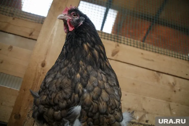 В зоне поражения запрещена торговля птицей