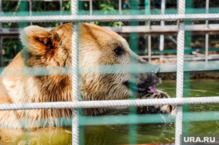 Горожане просят принять меры и обезопасить территорию от дикого животного