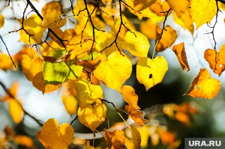 В октябре в Кургане прогнозируется теплая погода