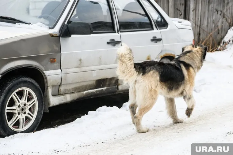 Собаки ходят возле школы и детсадов