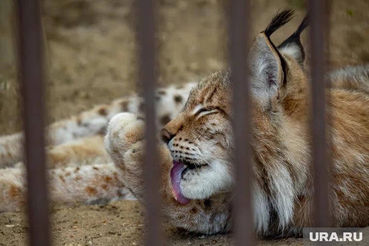 Нынешние котята стали уже четвертым потомством пары