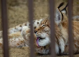 В Пермском зоопарке показали трех маленьких рысят