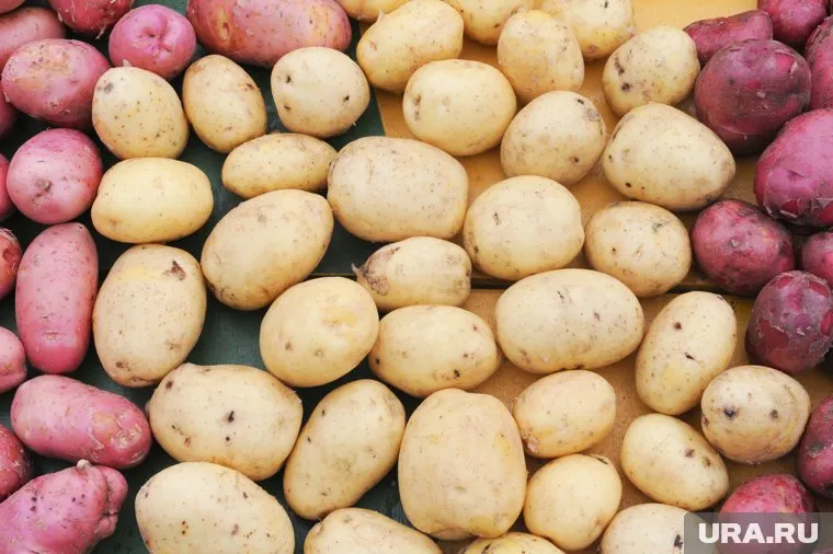 В России могут начать регулировать цены на картофель