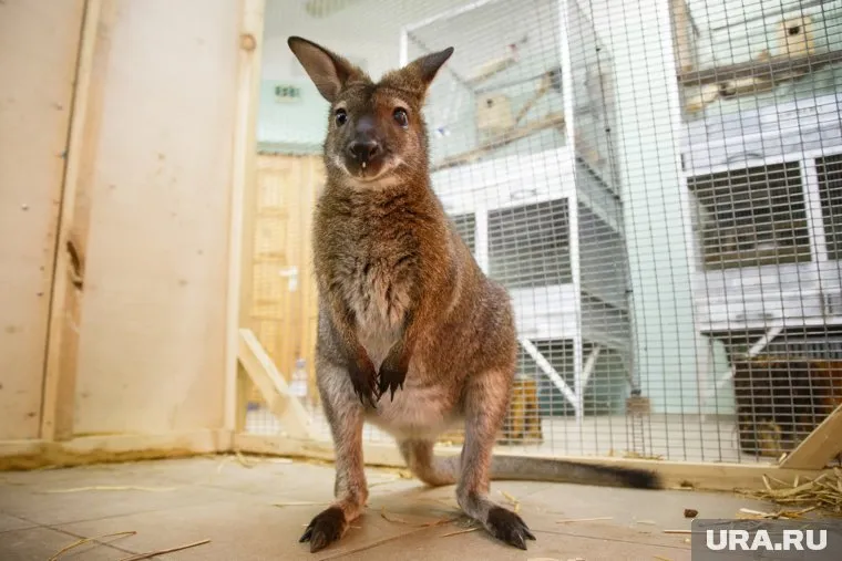 В течение месяца кенгуру находились на обязательном карантине