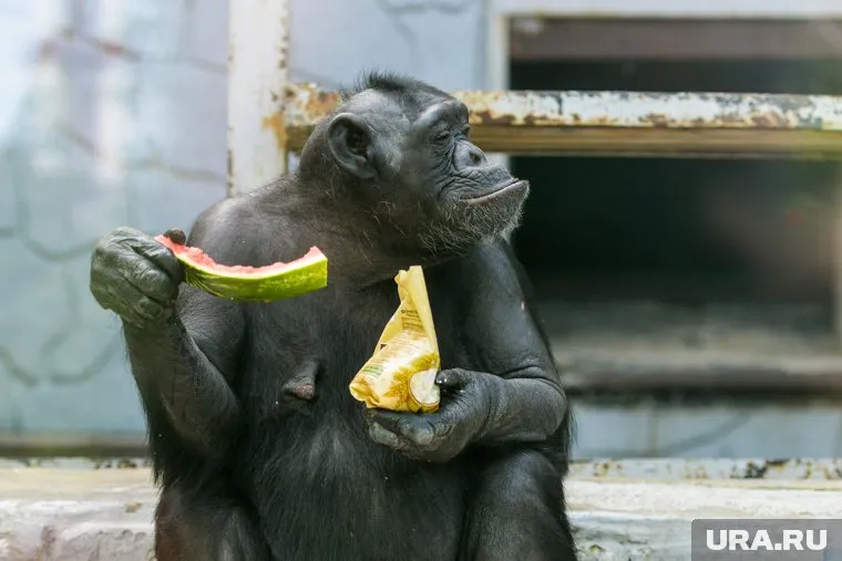 Обезьяна набросилась на жительницу Магнитогорска, когда ее пытались приманить