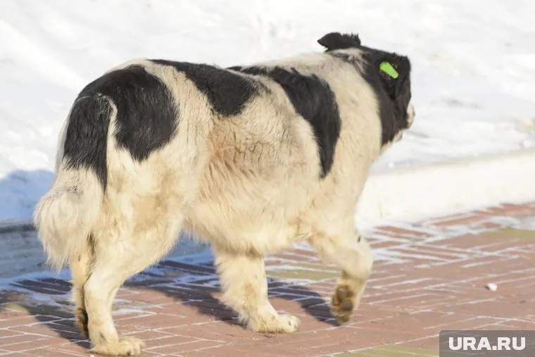 На мальчика напала агрессивная бездомная собака 