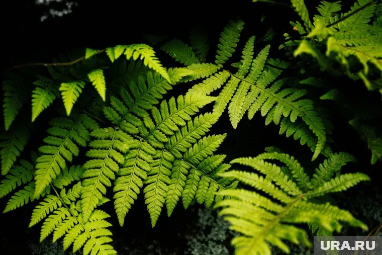 Множество увлекательных праздников отмечается 5 августа 2025 года