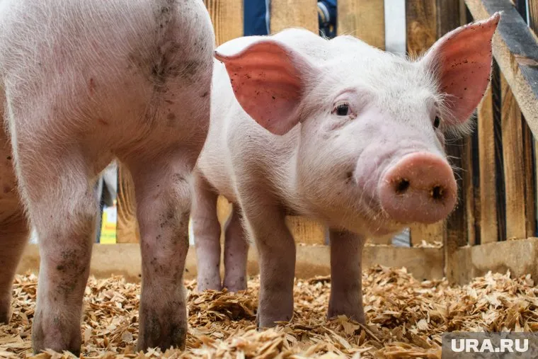 Мужчина семь лет жил при свиноферме