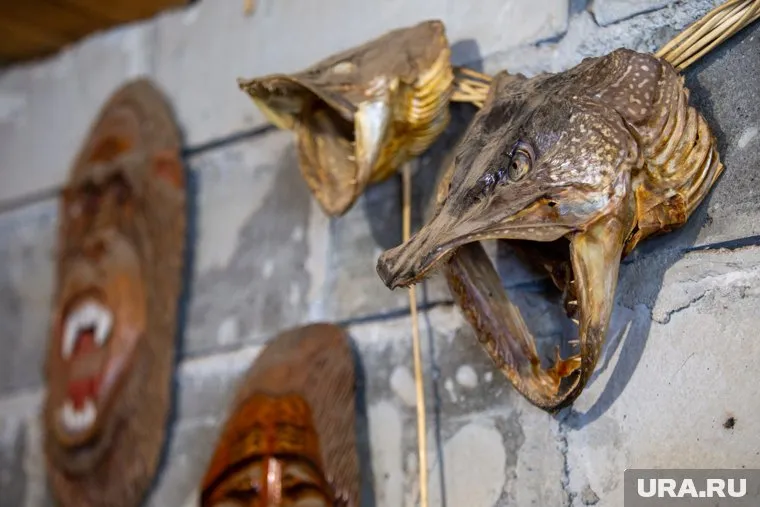 Щуку-гиганта весом почти в 15 килограммов выставят в краеведческом музее Нижневартовска