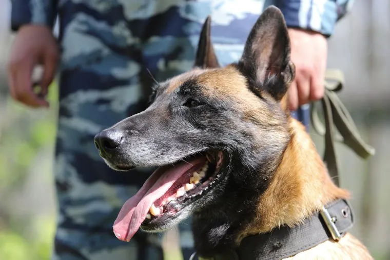 Центр кинологической службы. Курган