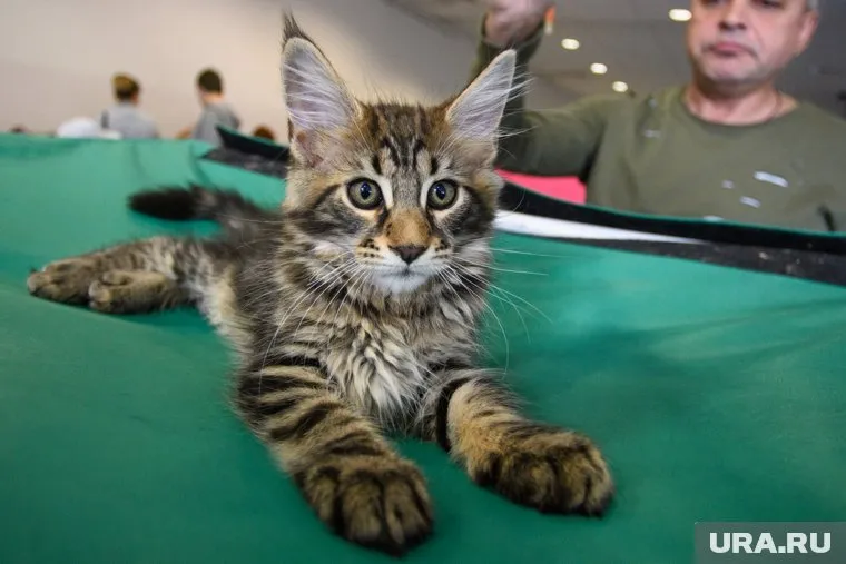 Кошки — переносчики фелиноза, рассказала врач Полина Лепилова